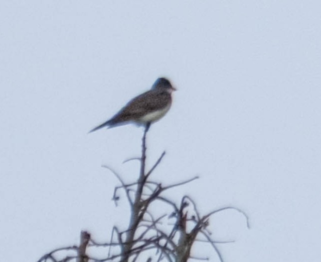 Eastern Kingbird - ML642931980