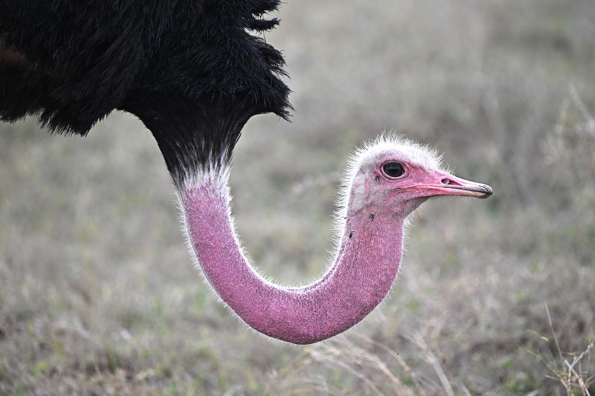 Common Ostrich - ML642931981