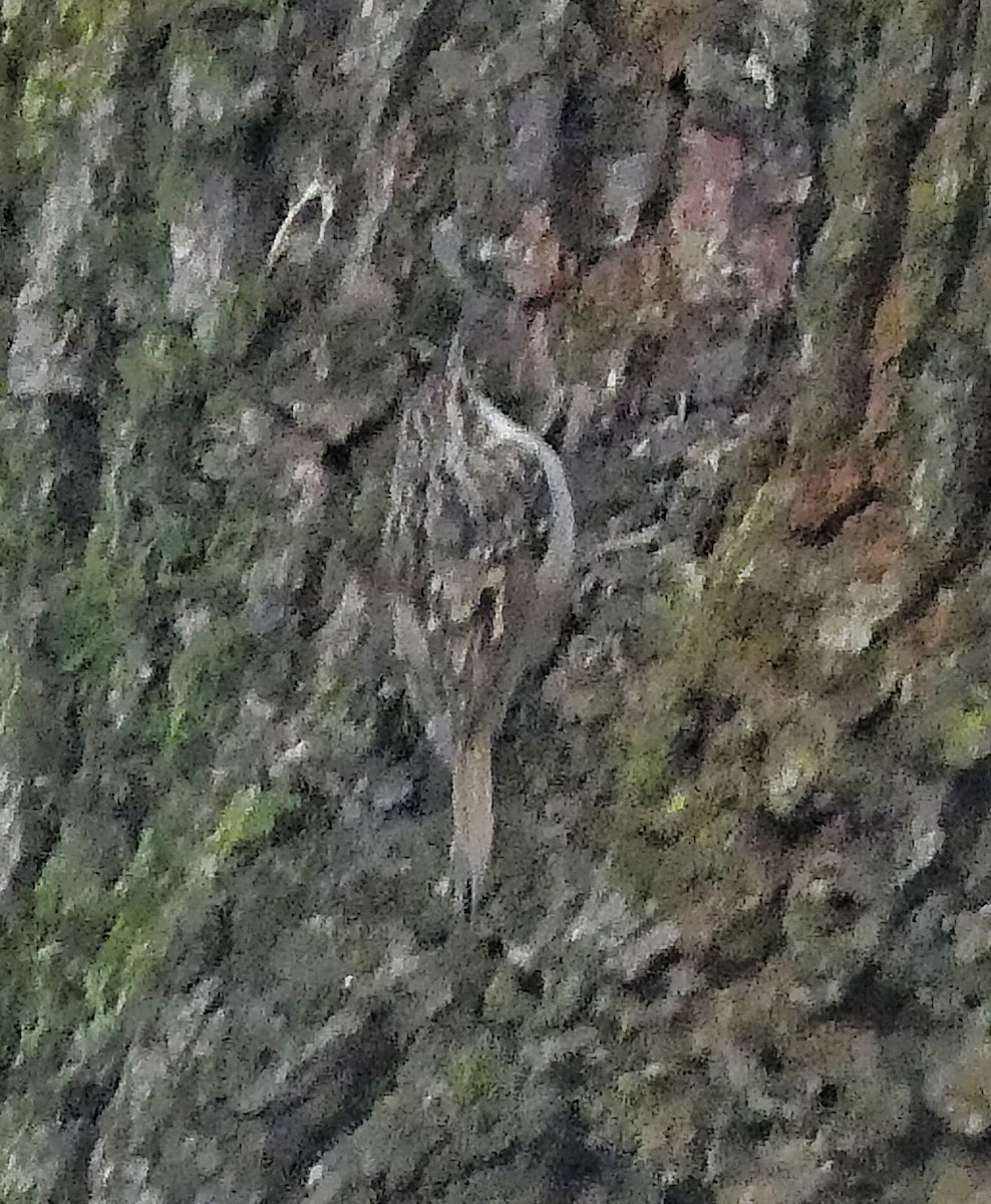 Short-toed Treecreeper - ML642931985