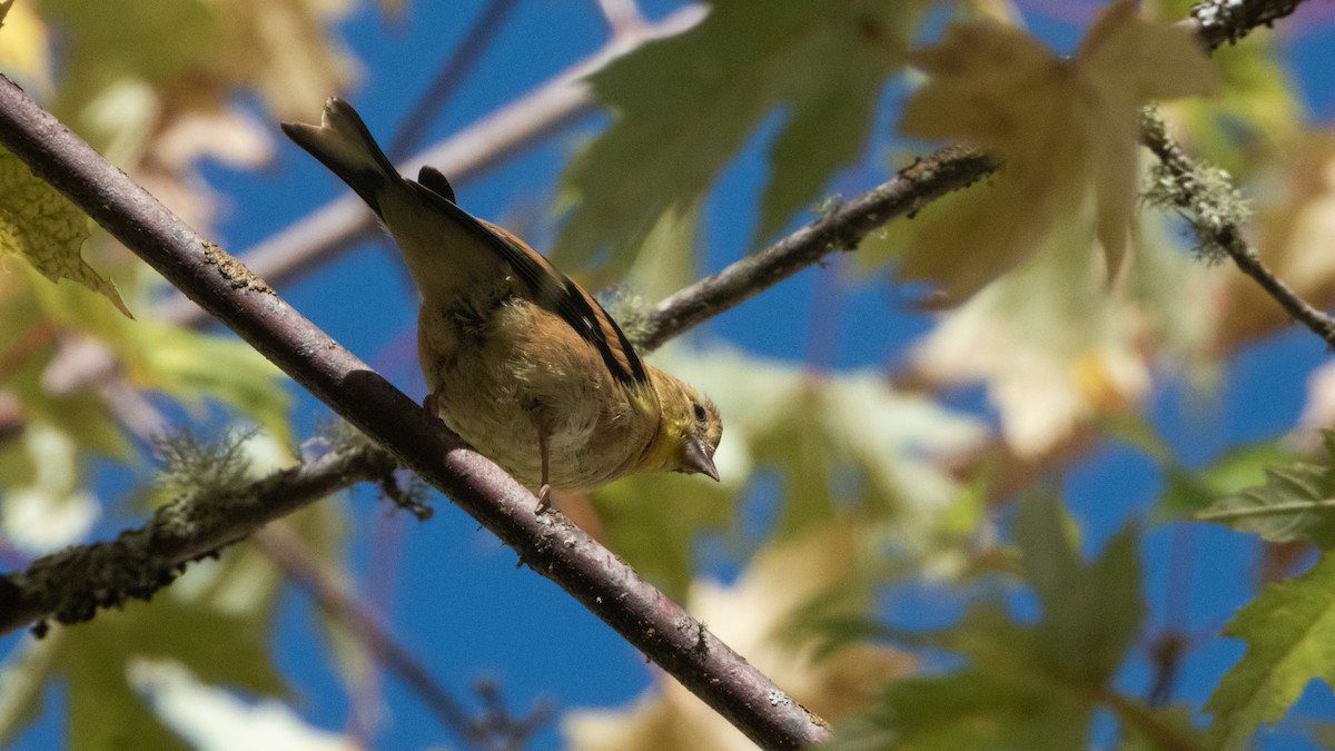American Goldfinch - ML642931987