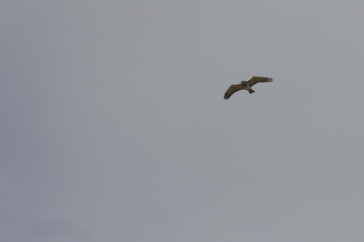 Short-toed Snake-Eagle - ML642931999