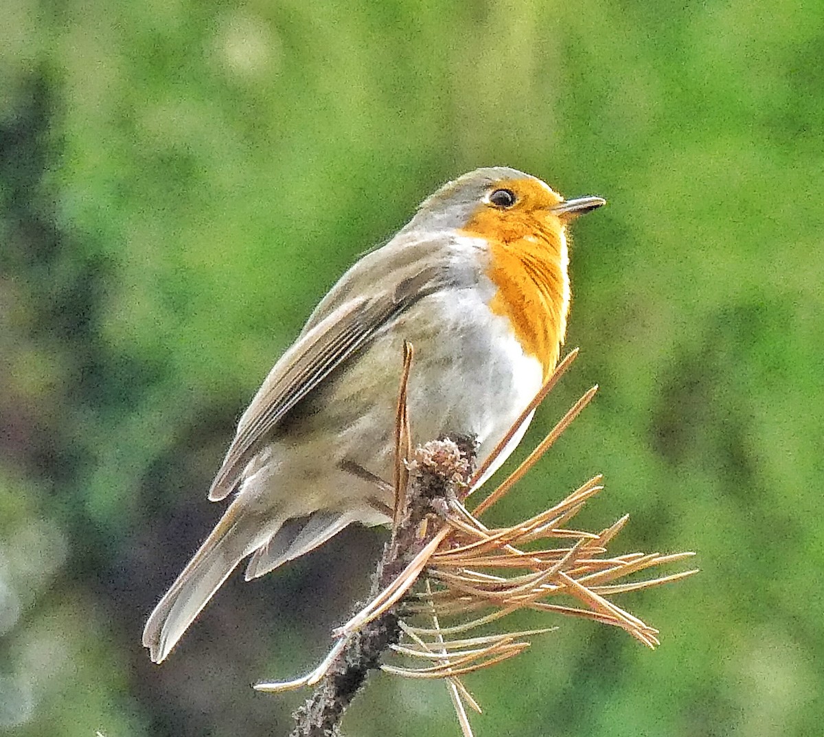 European Robin - ML642932020