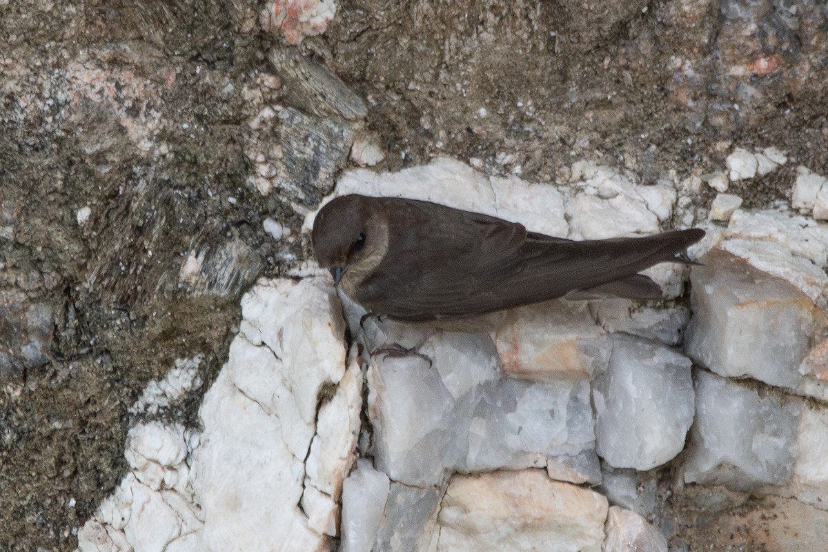 Dusky Crag-Martin - ML642932053