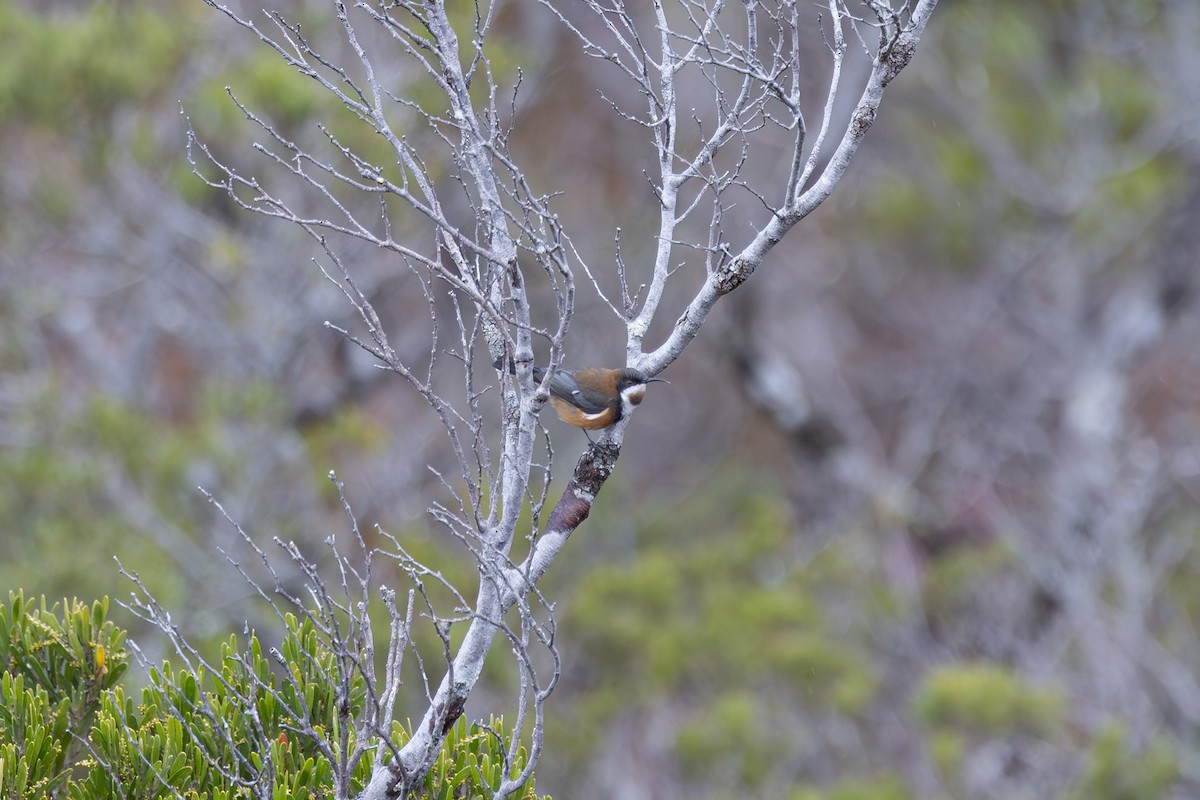 Eastern Spinebill - ML642932056