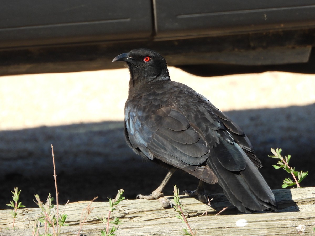 White-winged Chough - ML642932097