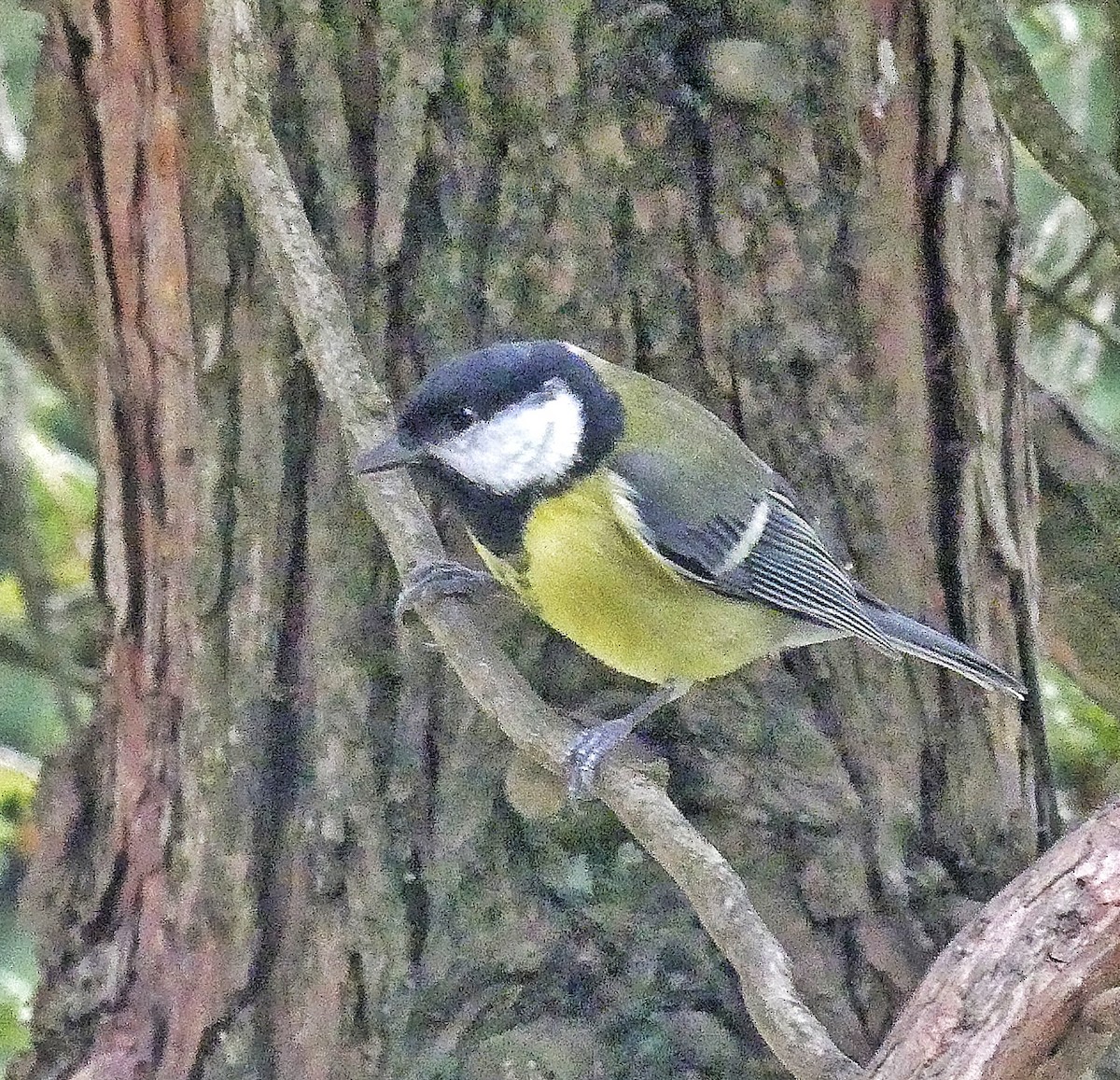 Great Tit - ML642932117