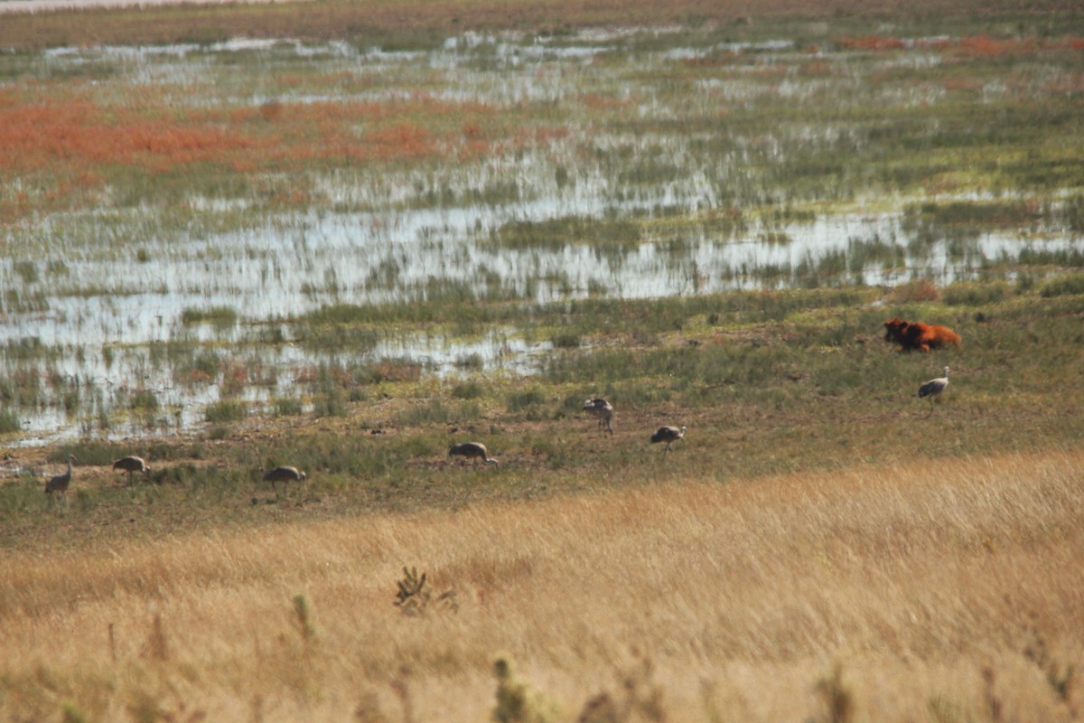Sandhill Crane - ML642932121