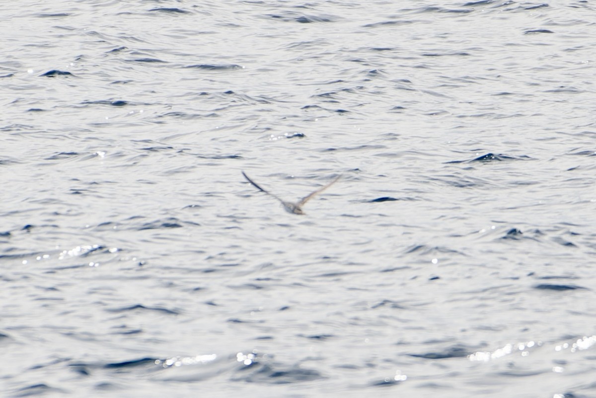 Barolo Shearwater - ML642932160