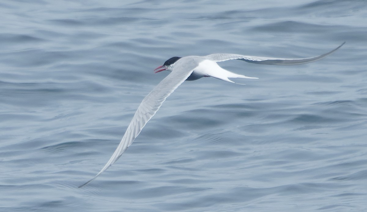 Arctic Tern - ML642932172