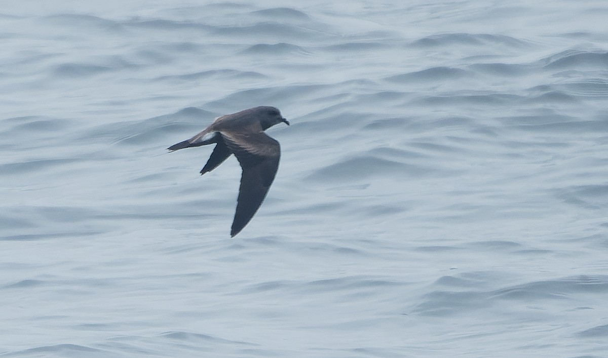 Leach's Storm-Petrel - ML642932181