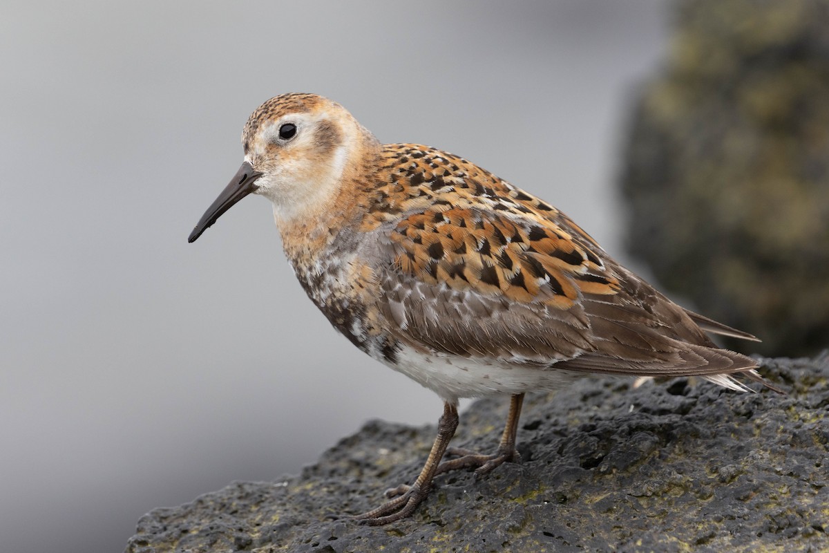 Rock Sandpiper - ML642932210