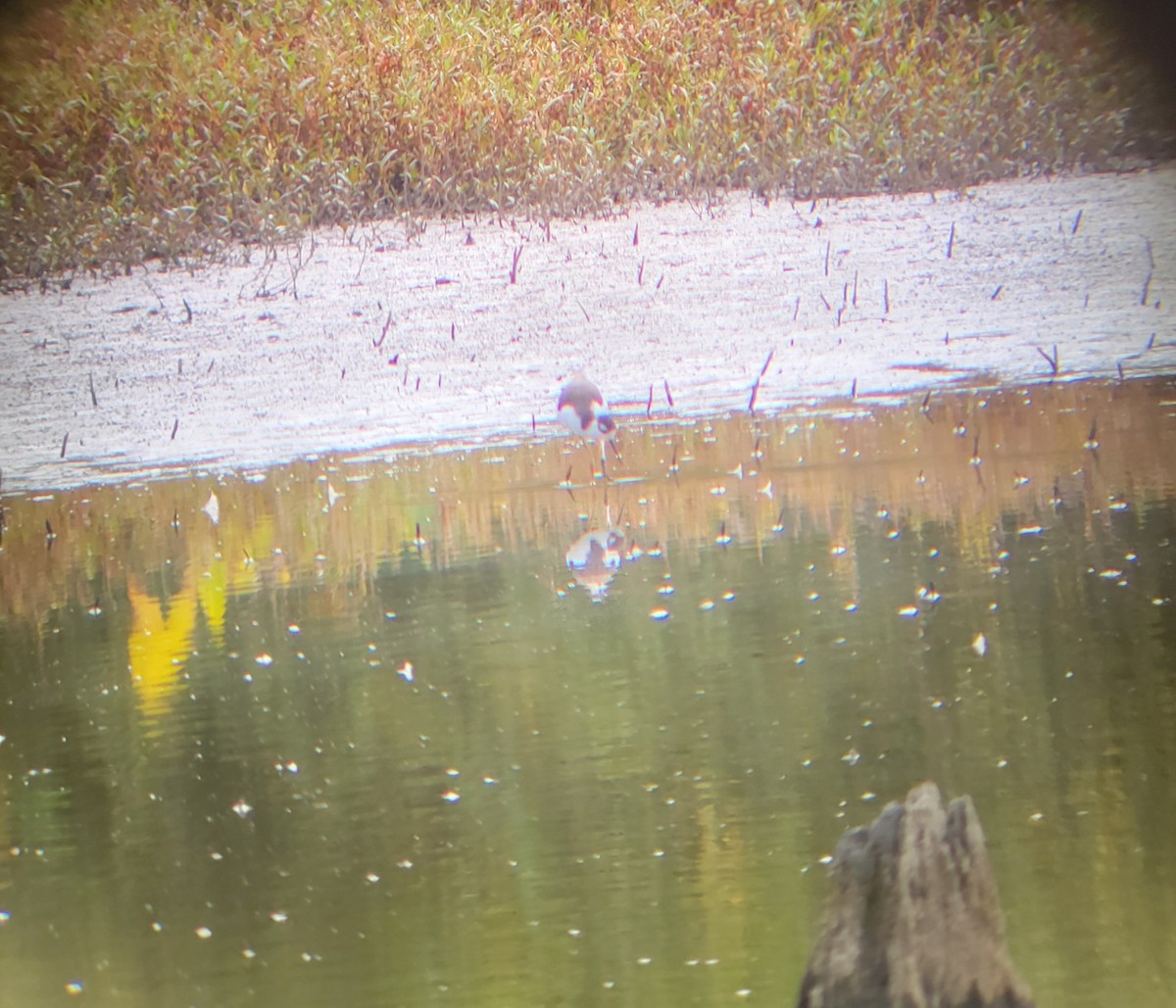 Black-necked Stilt - ML642932214
