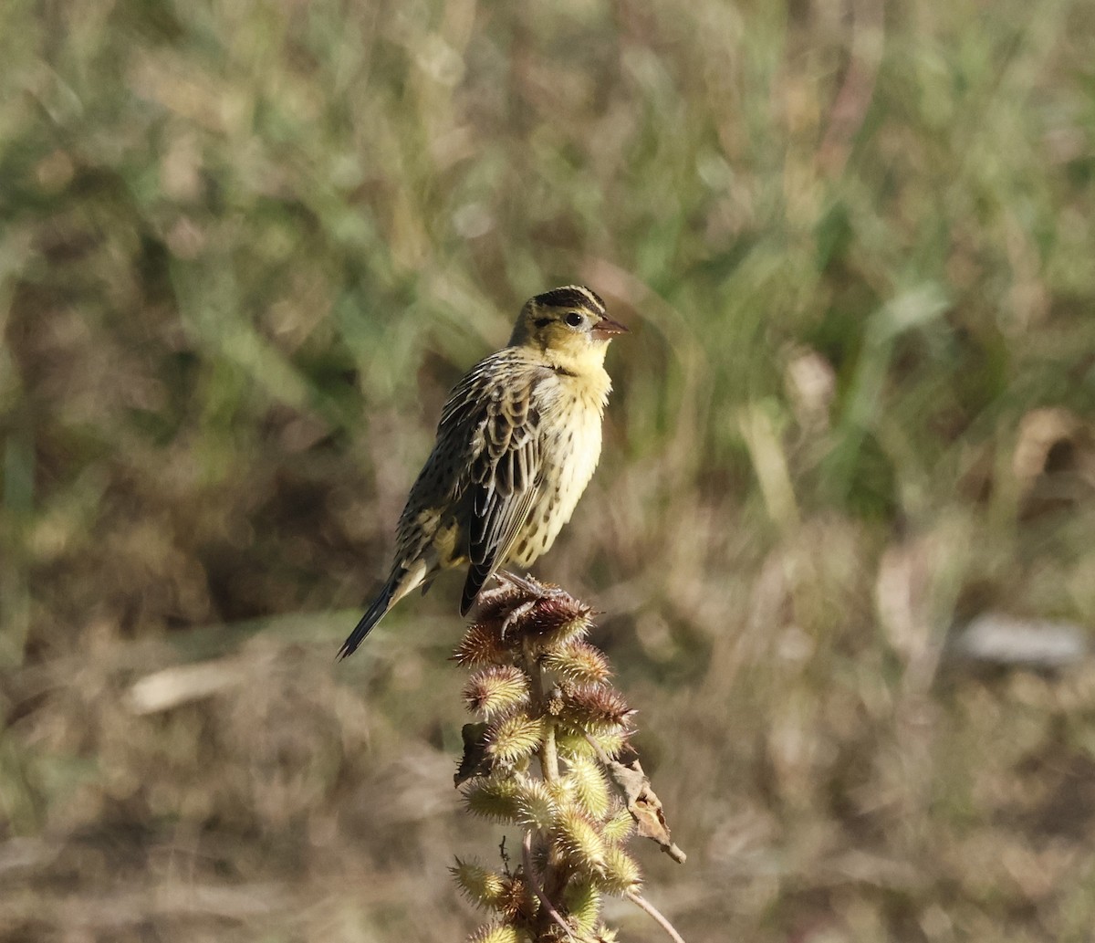 Bobolink - ML642932222