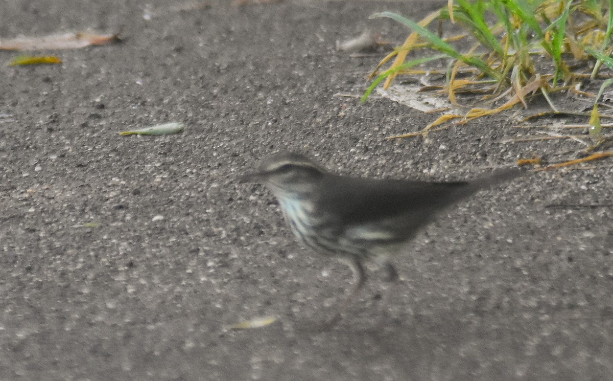 Northern Waterthrush - ML642932227