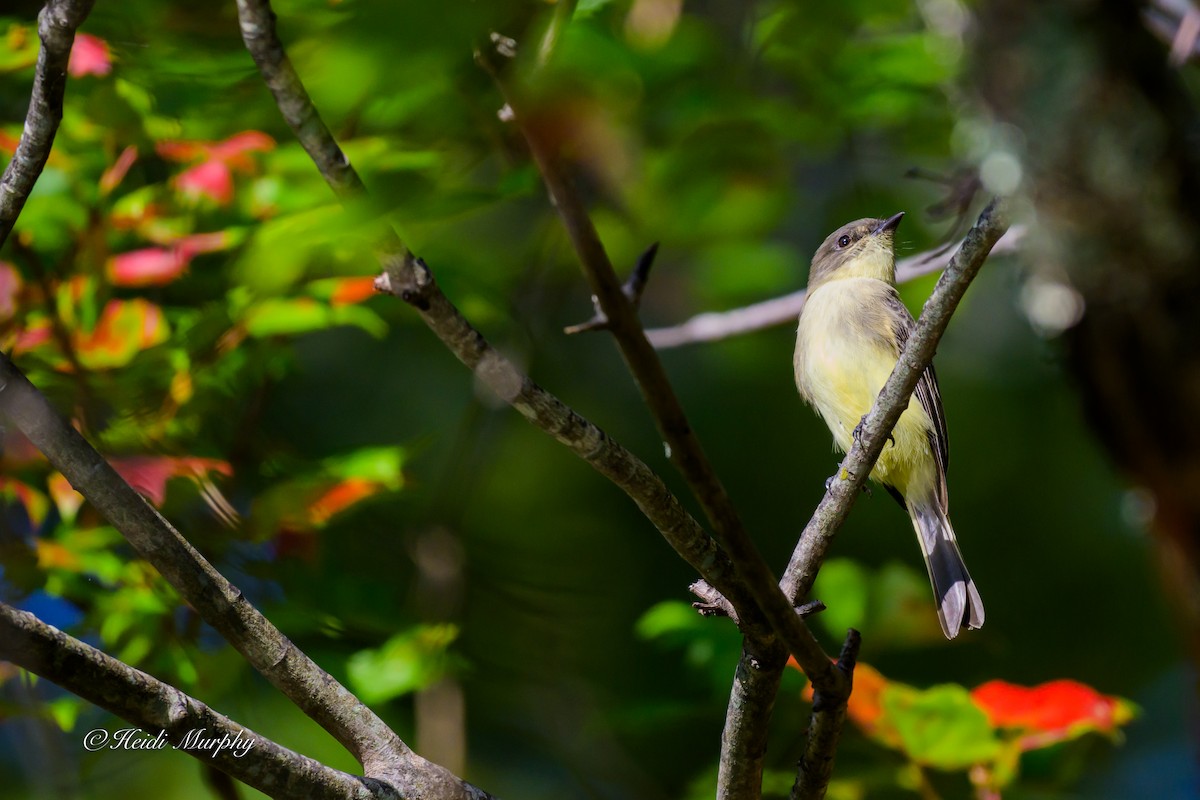 Eastern Phoebe - ML642932228