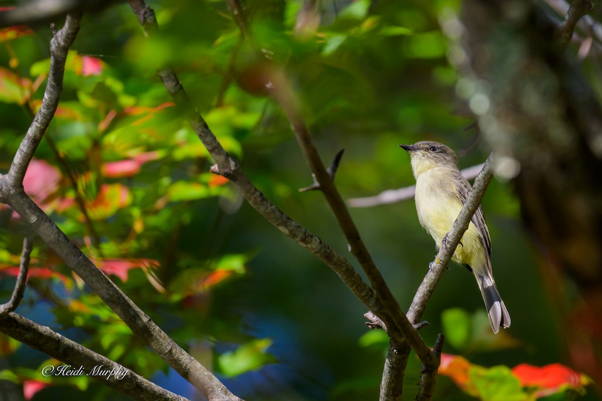 Eastern Phoebe - ML642932229