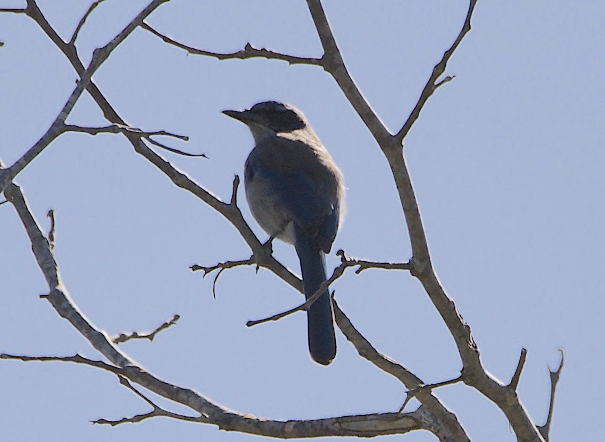 California Scrub-Jay - ML642932232