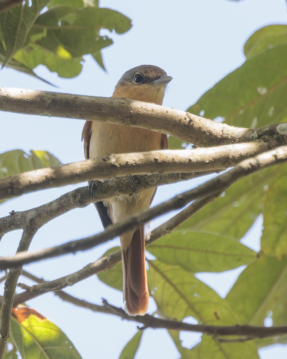 Chestnut-crowned Becard - ML642932239
