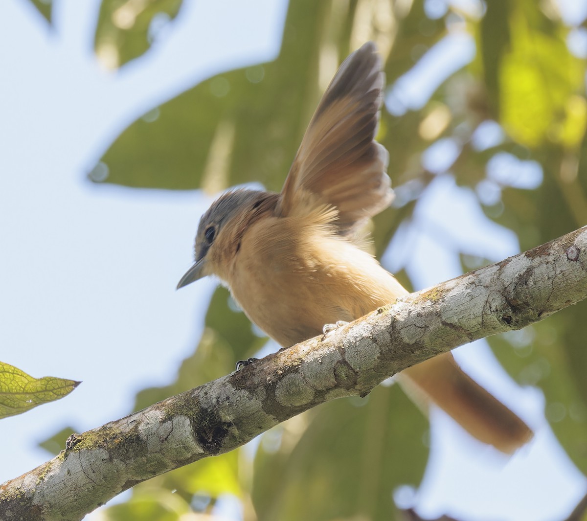 Chestnut-crowned Becard - ML642932242