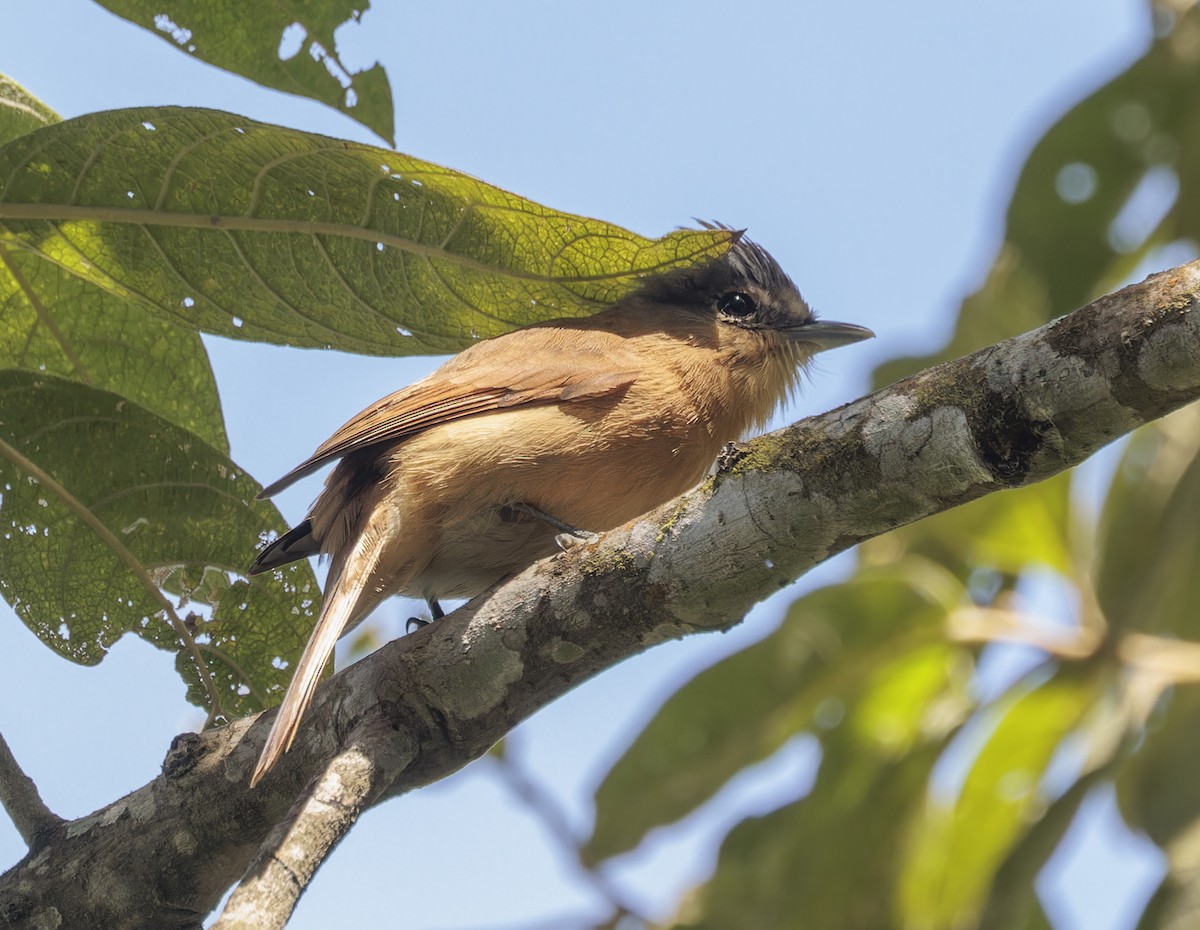 Chestnut-crowned Becard - ML642932243