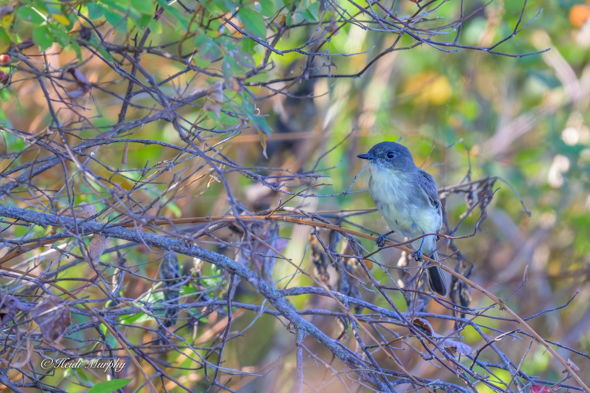 Eastern Phoebe - ML642932244