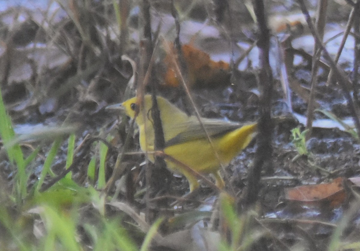Yellow Warbler - ML642932245