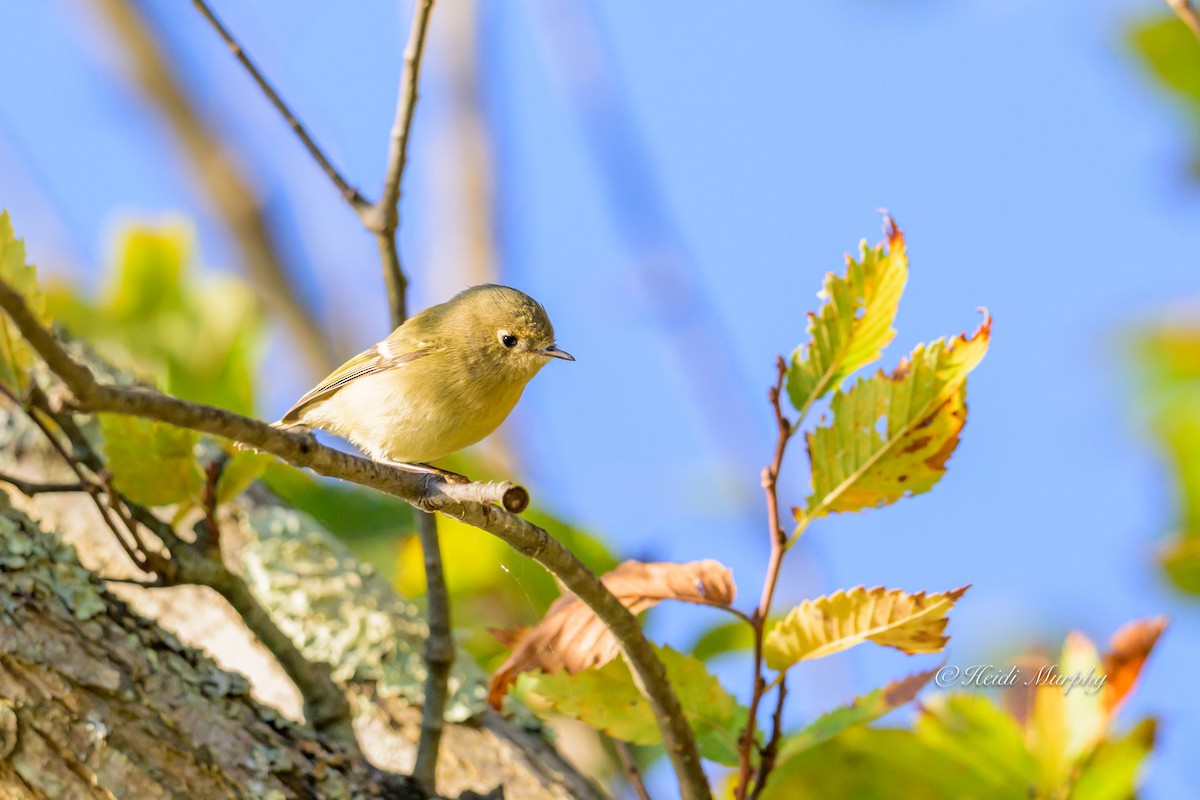 Ruby-crowned Kinglet - ML642932246