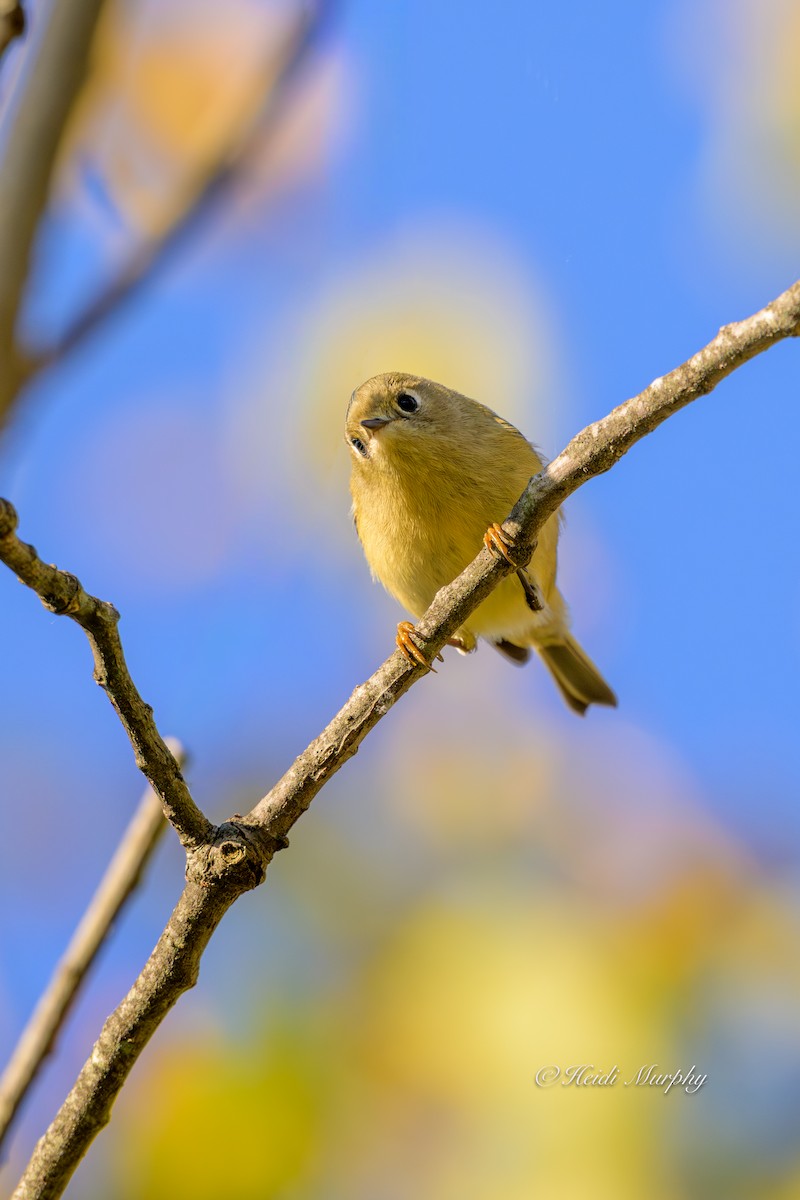 Ruby-crowned Kinglet - ML642932247