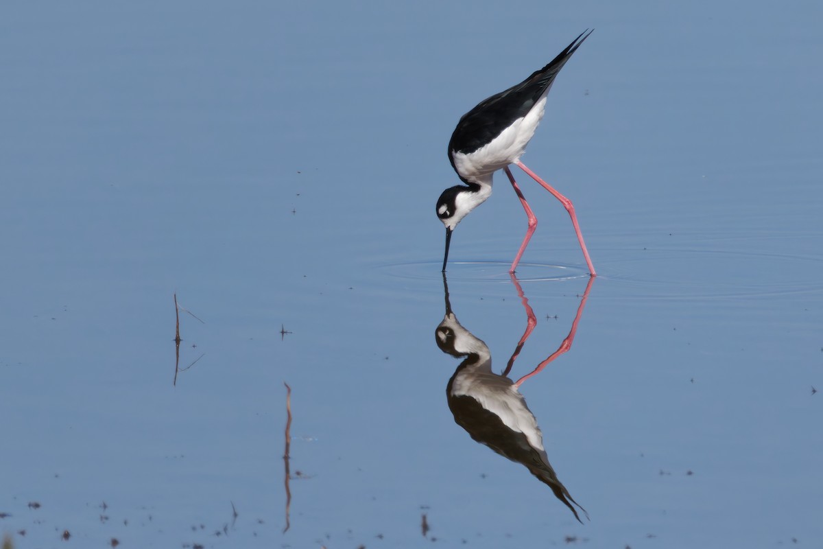 Black-necked Stilt - ML642932252
