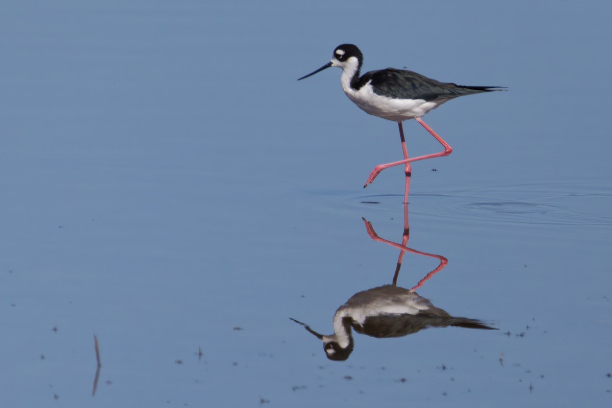 Black-necked Stilt - ML642932255
