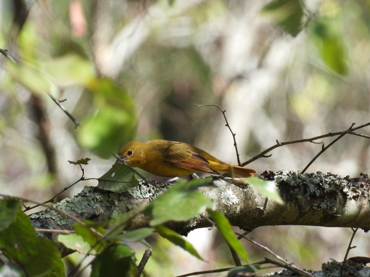 Summer Tanager - ML642932257