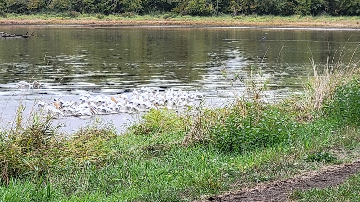 American White Pelican - ML642932263