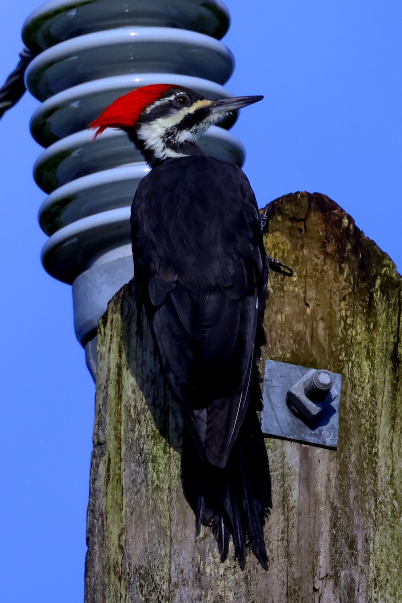Pileated Woodpecker - ML642932269