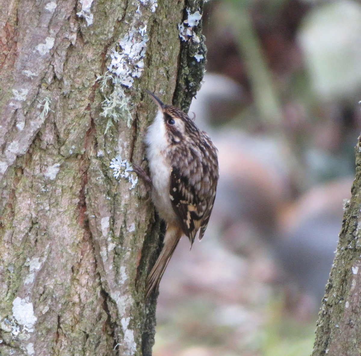 Brown Creeper - ML642932283