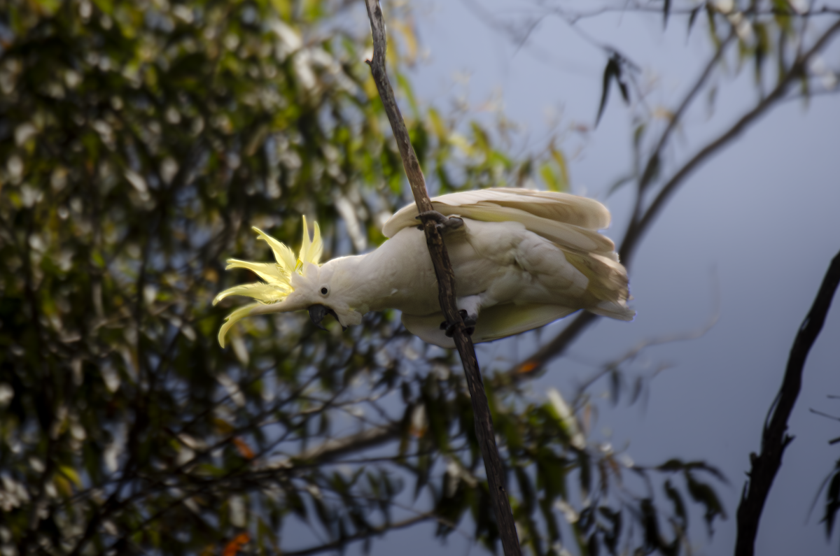 gultoppkakadu - ML642932286