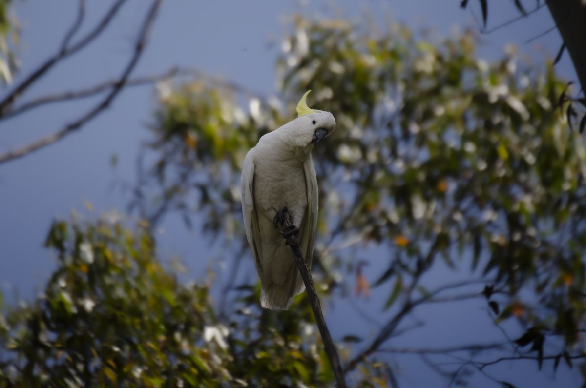 gultoppkakadu - ML642932289