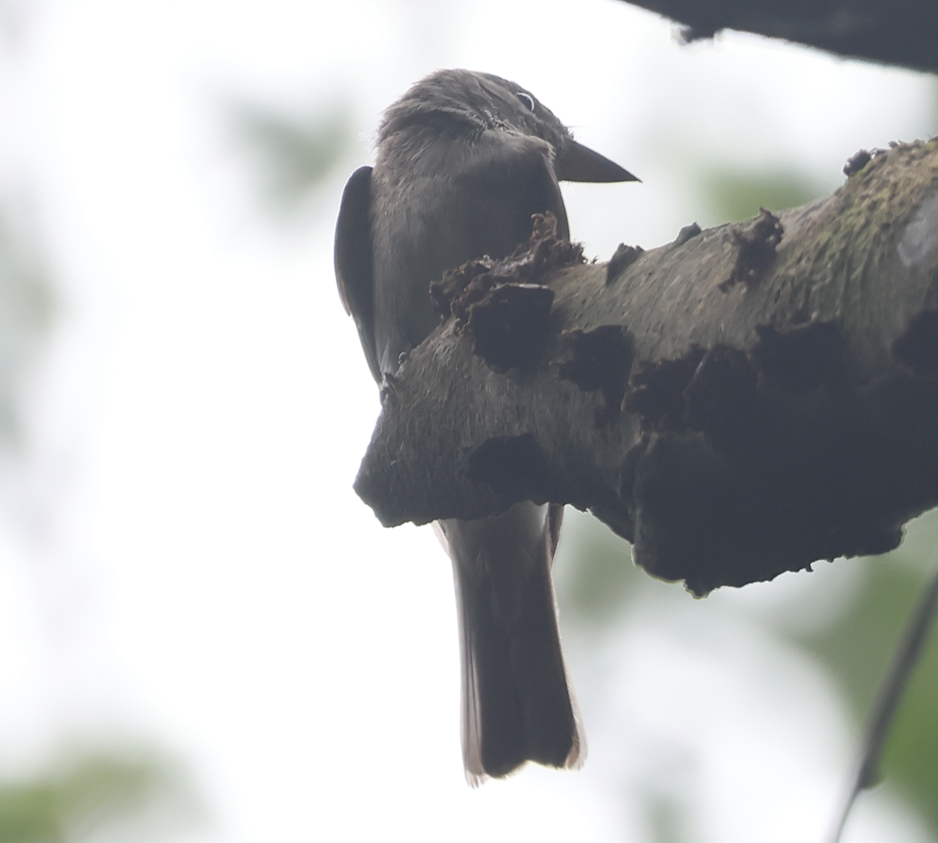 svartkronetityra - ML642932307