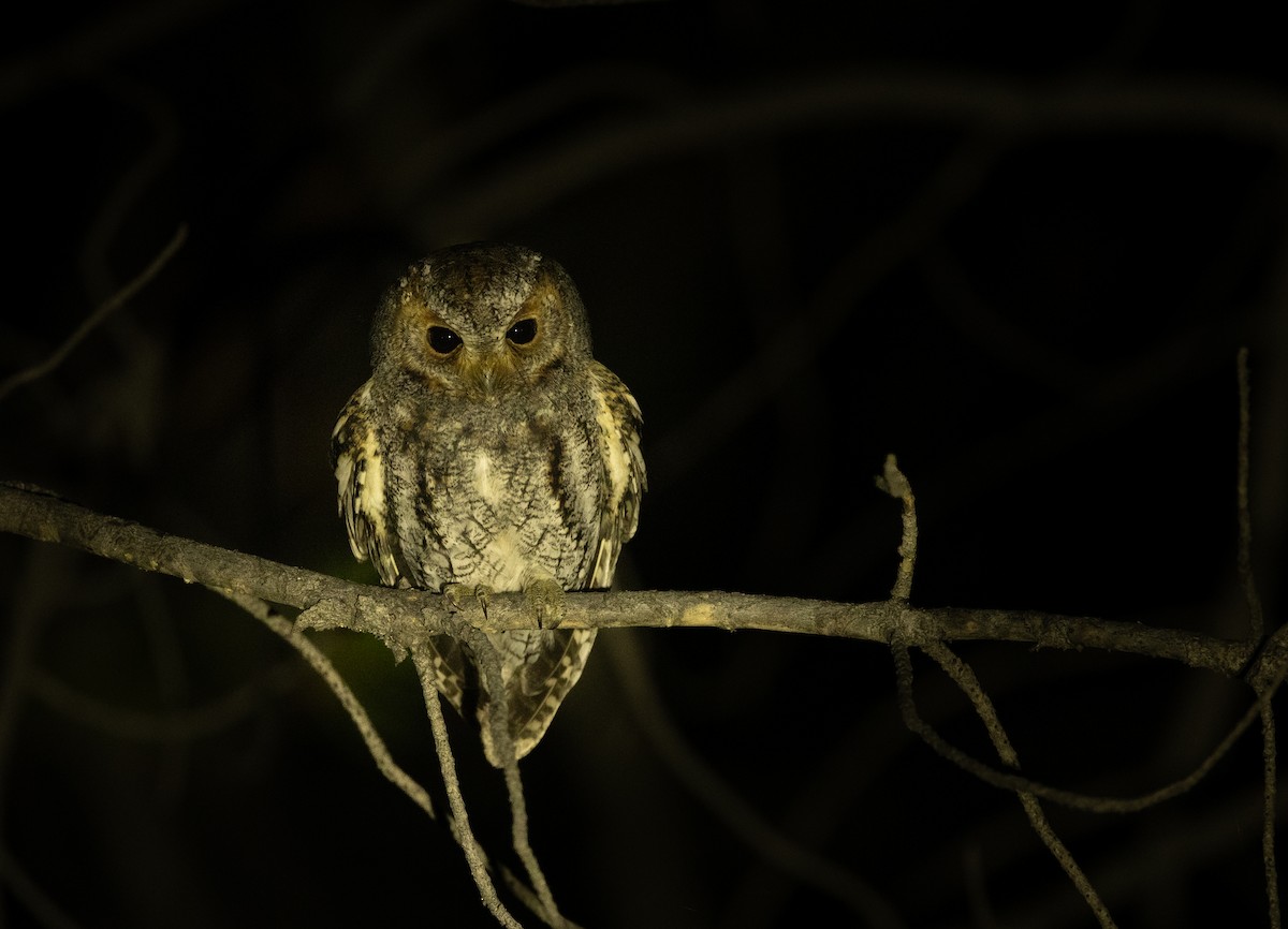 Flammulated Owl - ML642932338