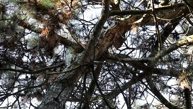 Cooper's Hawk - ML642932350