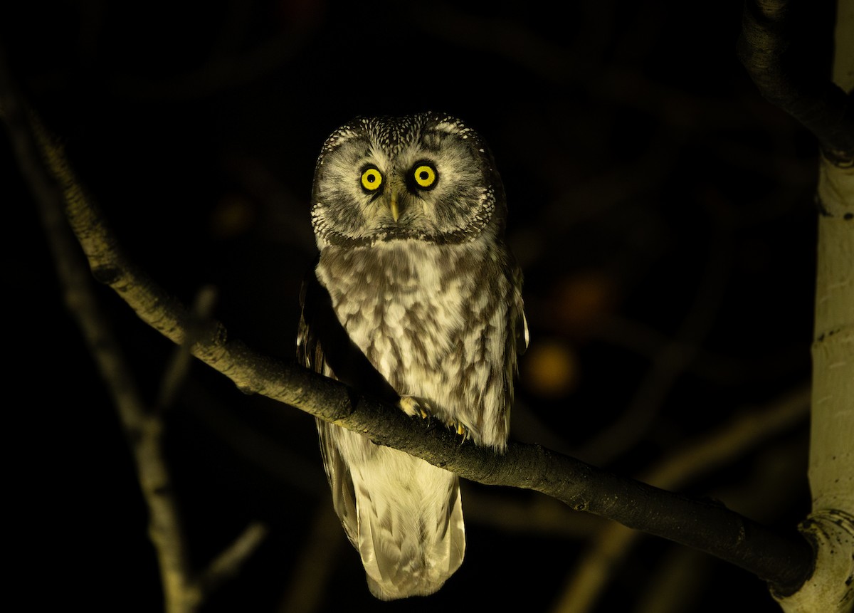 Boreal Owl - ML642932351