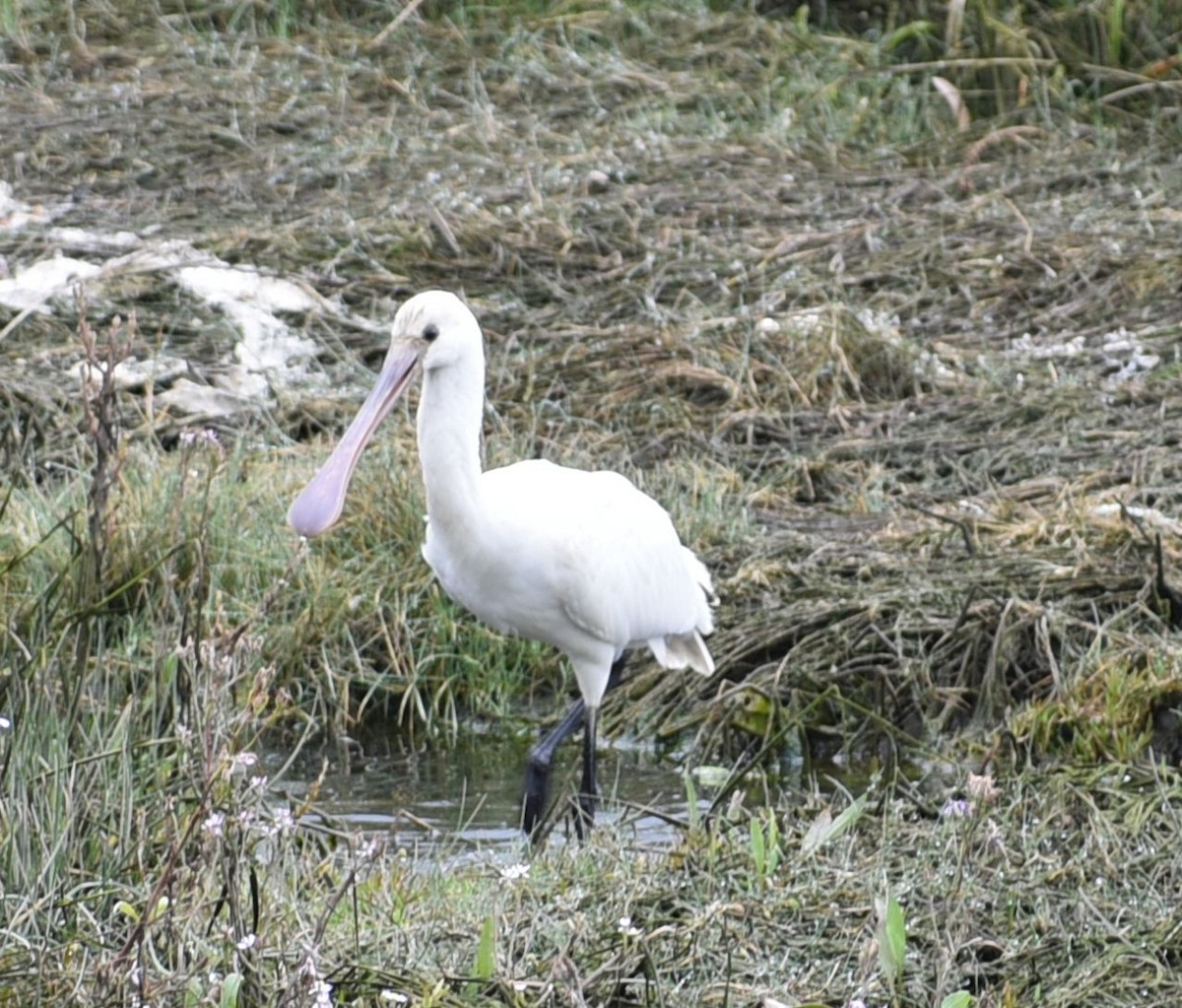 skjestork - ML642932362