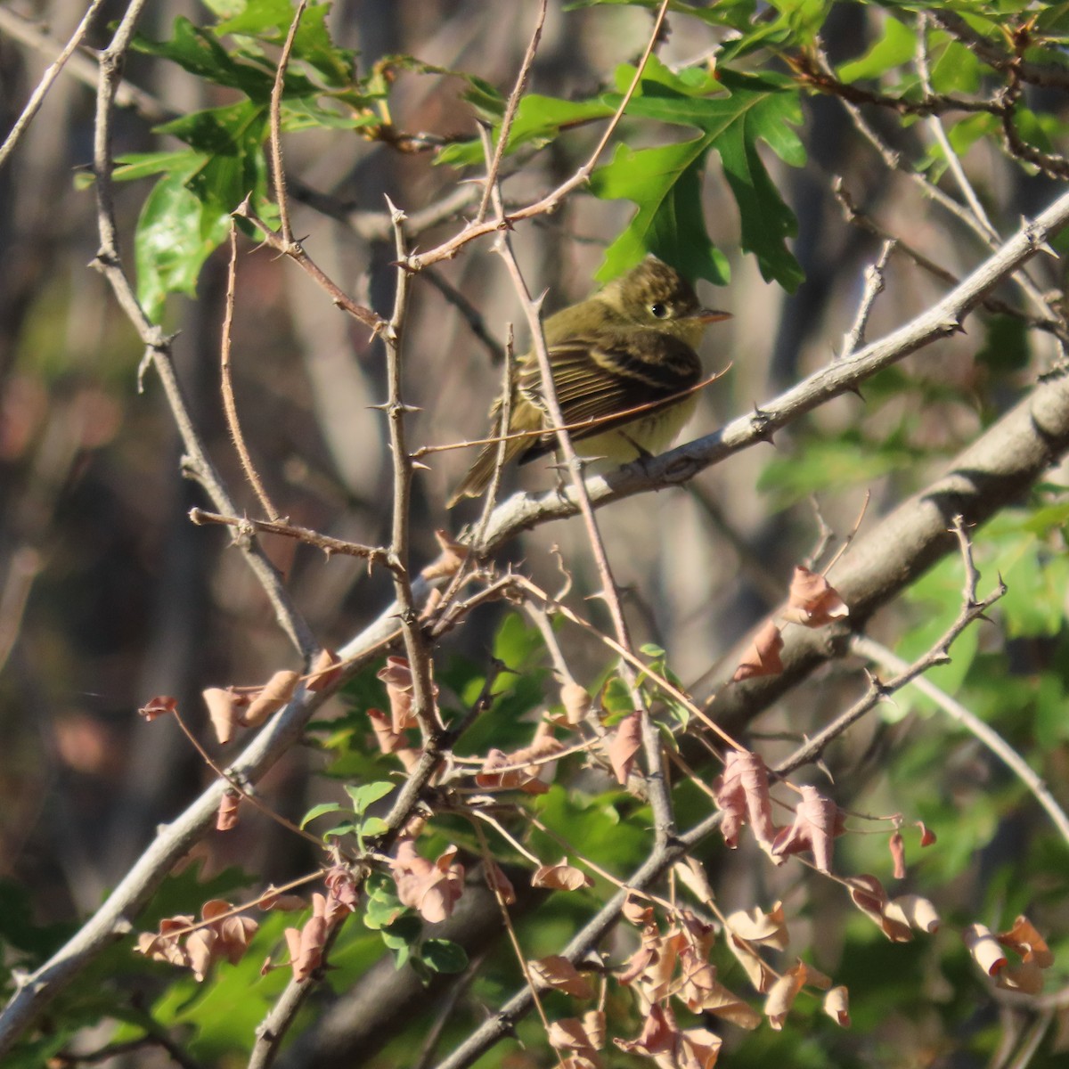 Western Flycatcher (Pacific-slope) - ML642932363