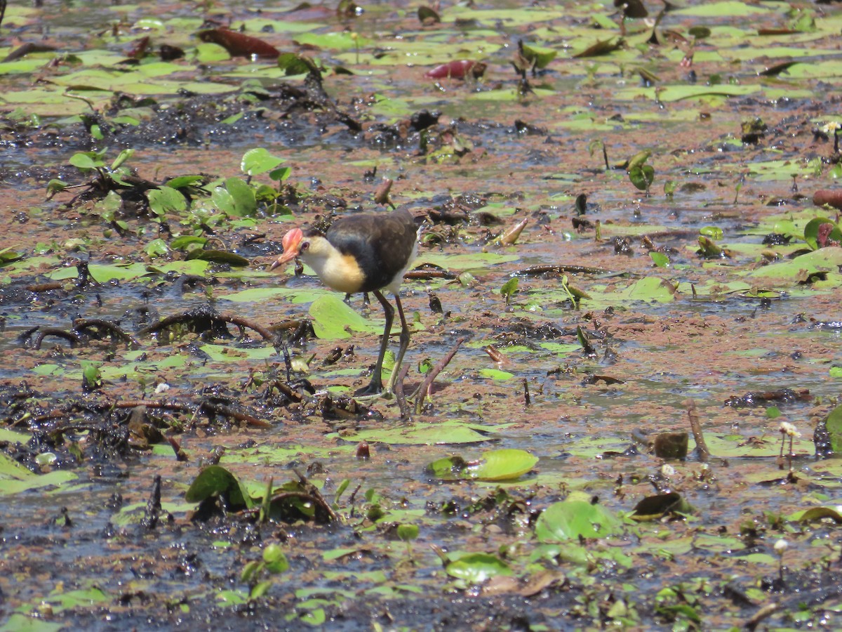Comb-crested Jacana - ML642932365