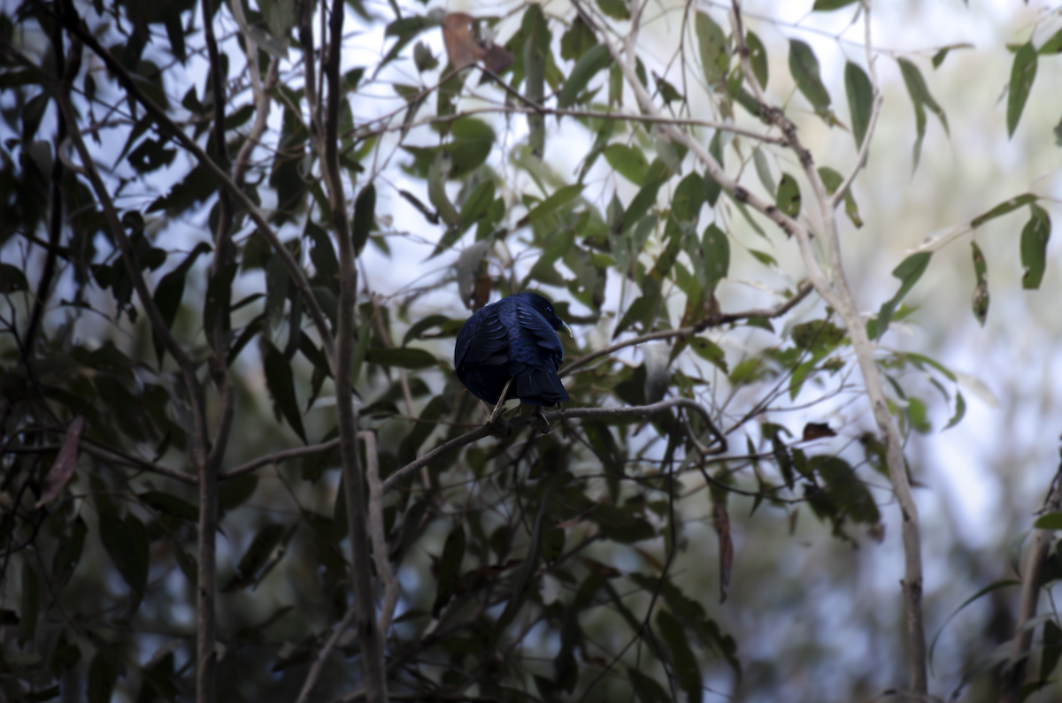 Satin Bowerbird - ML642932368