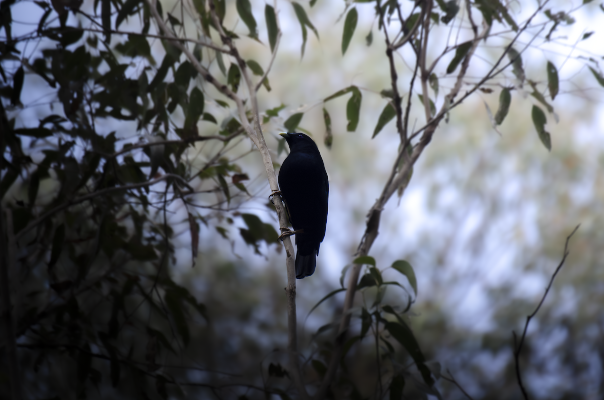 Satin Bowerbird - ML642932369