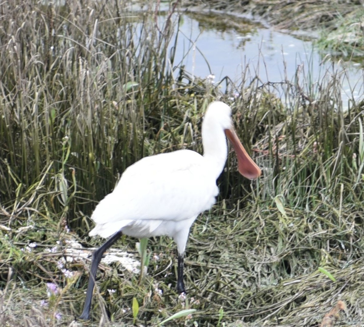 skjestork - ML642932371