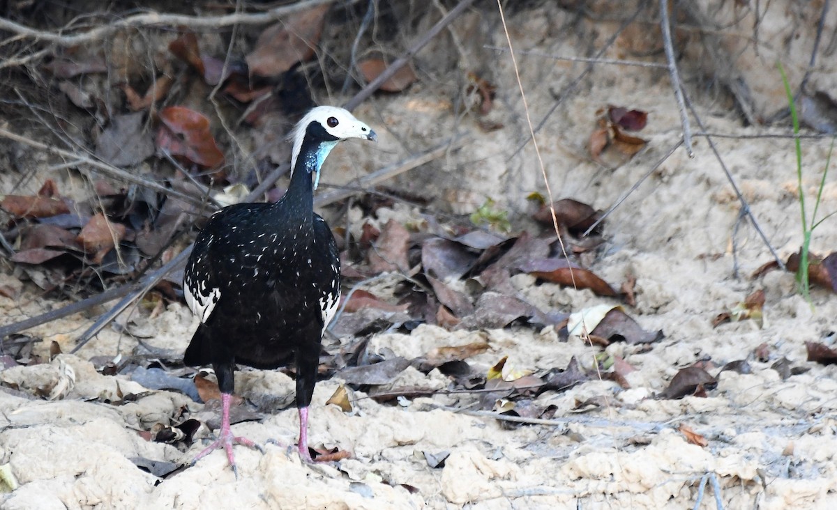 White-throated Piping-Guan - ML642932402