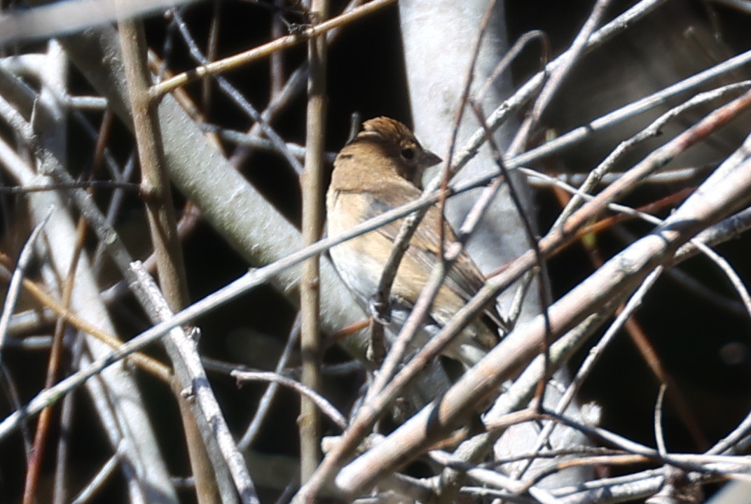 Indigo Bunting - ML642932409