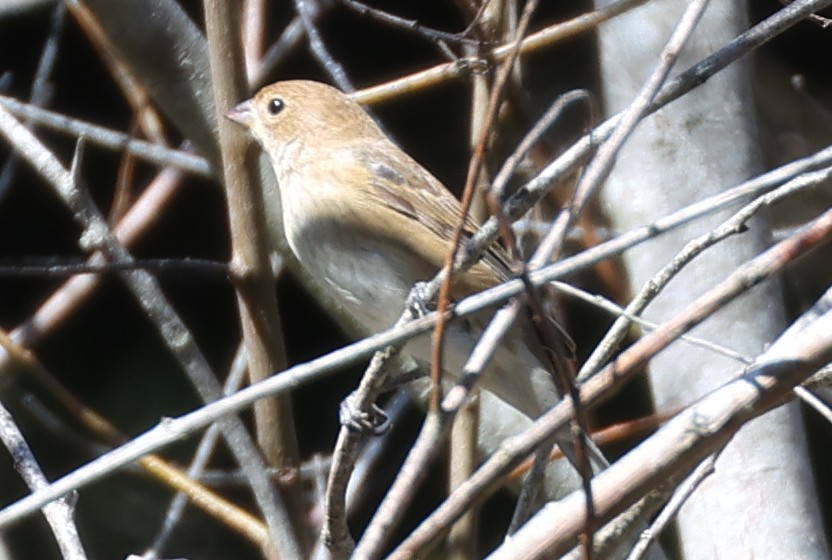 Indigo Bunting - ML642932410
