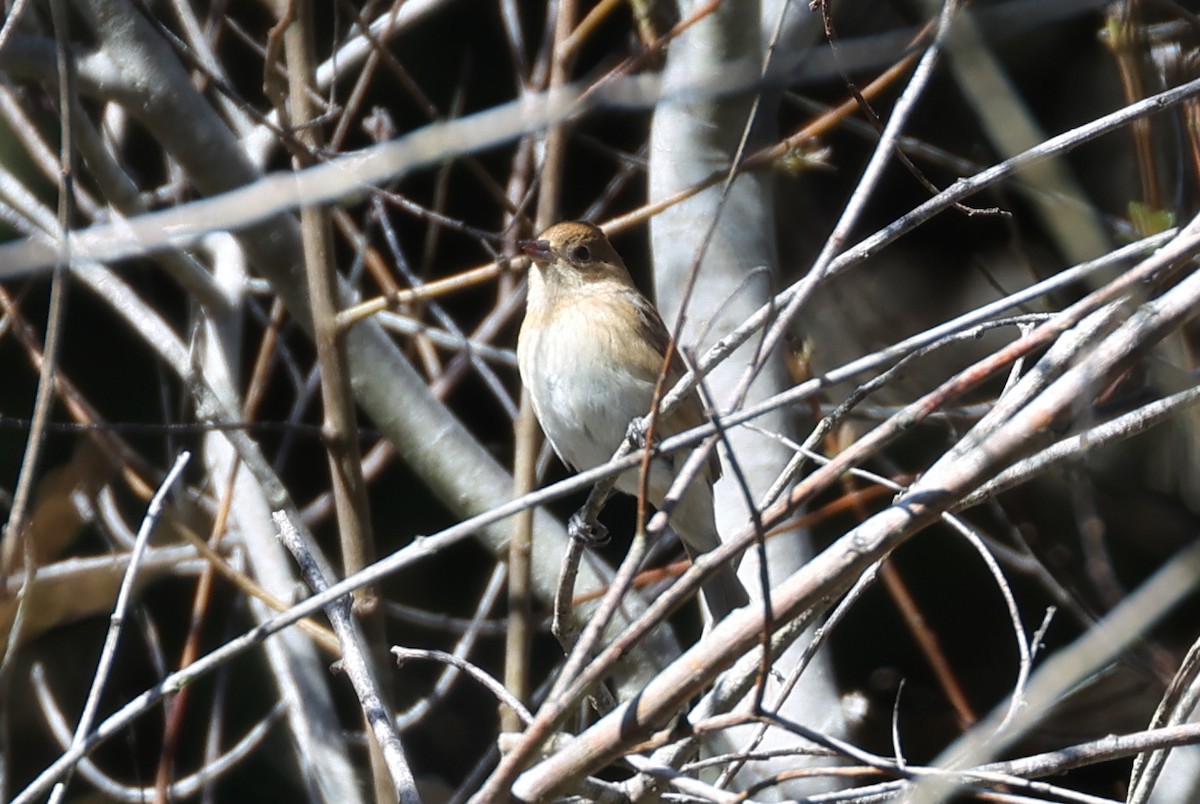 Indigo Bunting - ML642932411